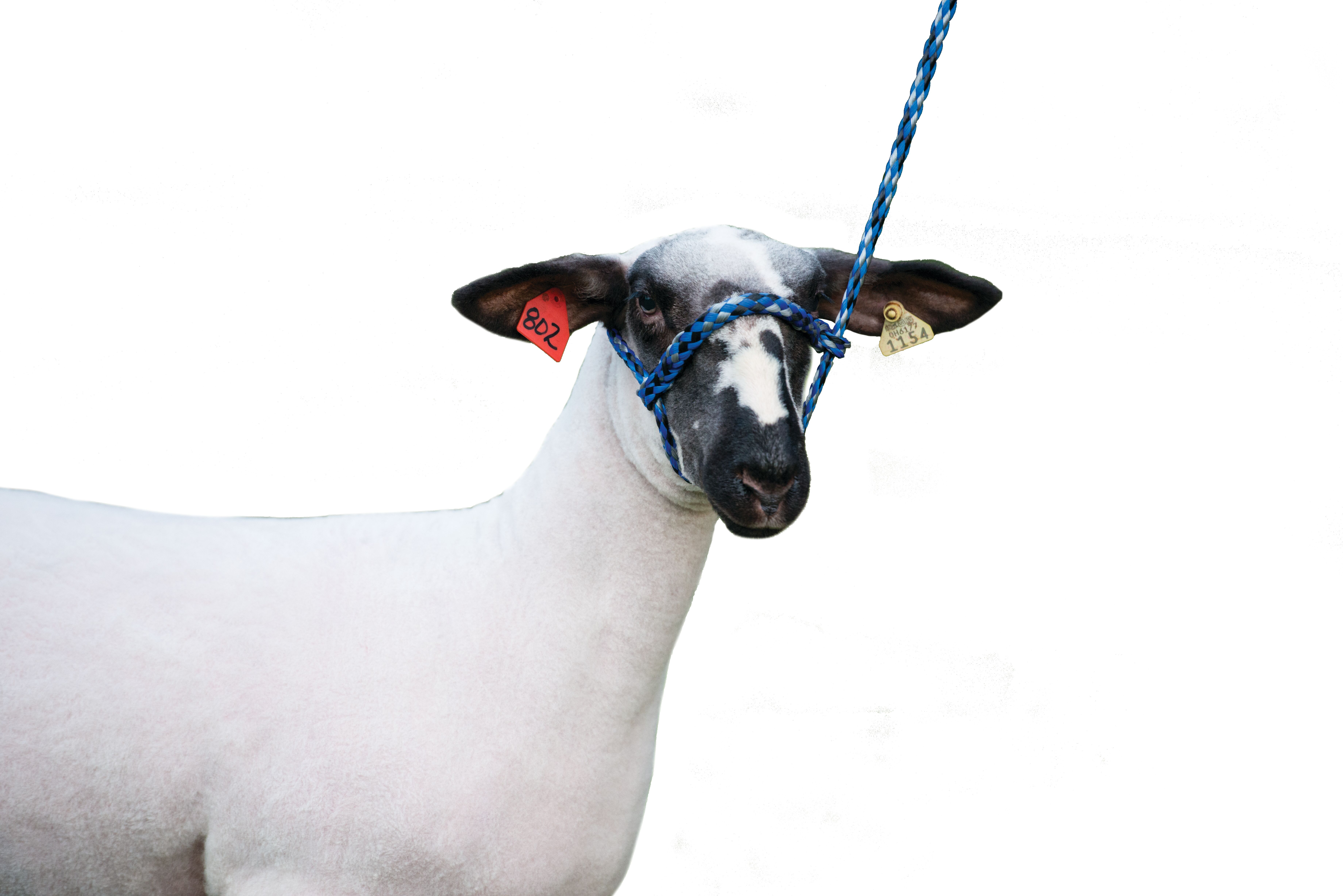 Weaver Leather 家畜 ポリロープ シープホルター、ブルー/ブラック