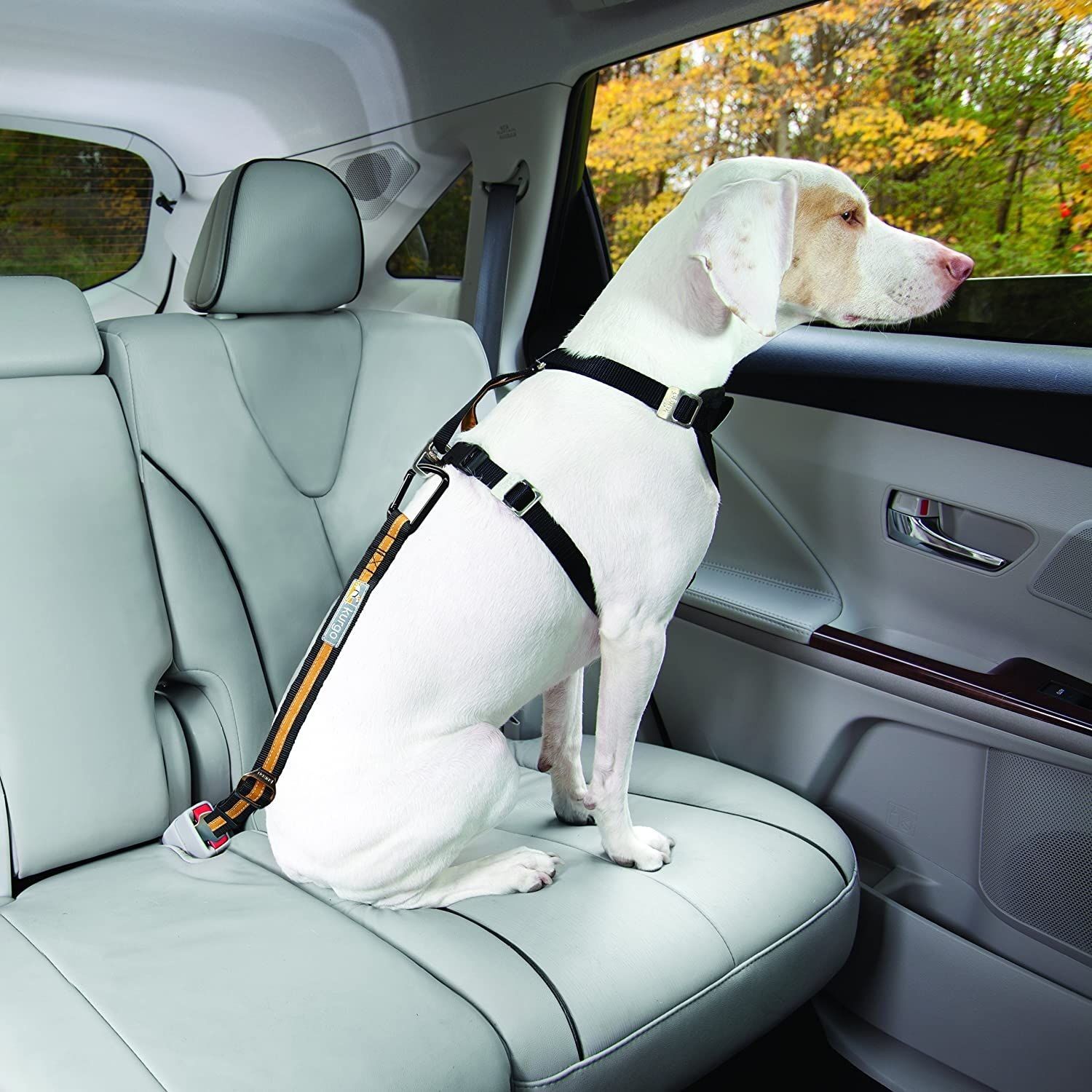 Kurgo Direct to Seatbelt Tether Car Restraint for Dogs