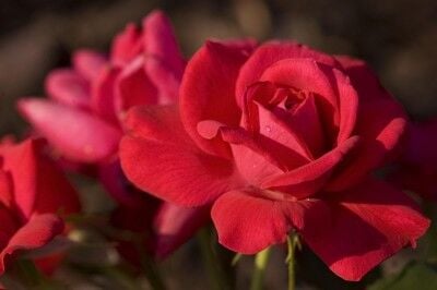 Easy Elegance Roses