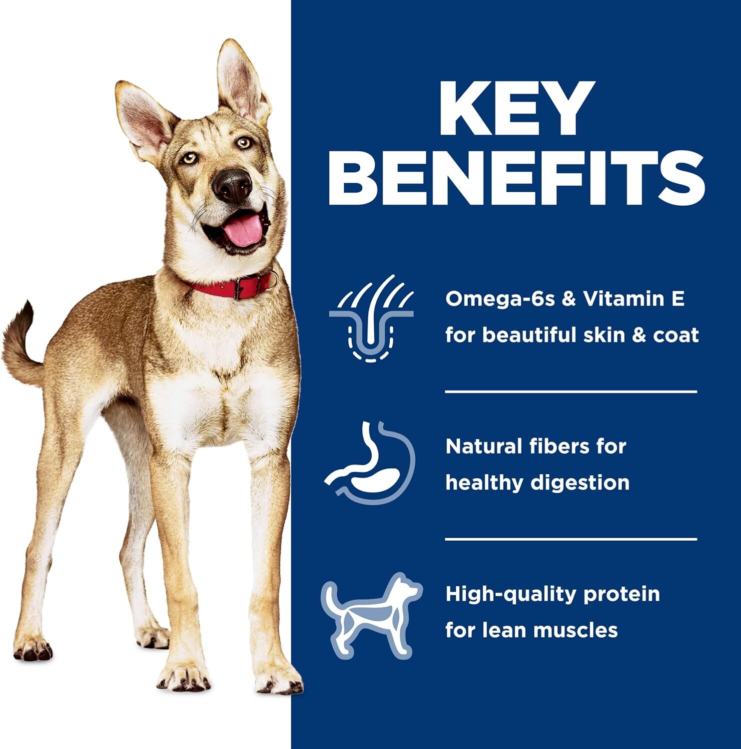 Adult Salmon & Brown Rice Recipe Dry Dog Food