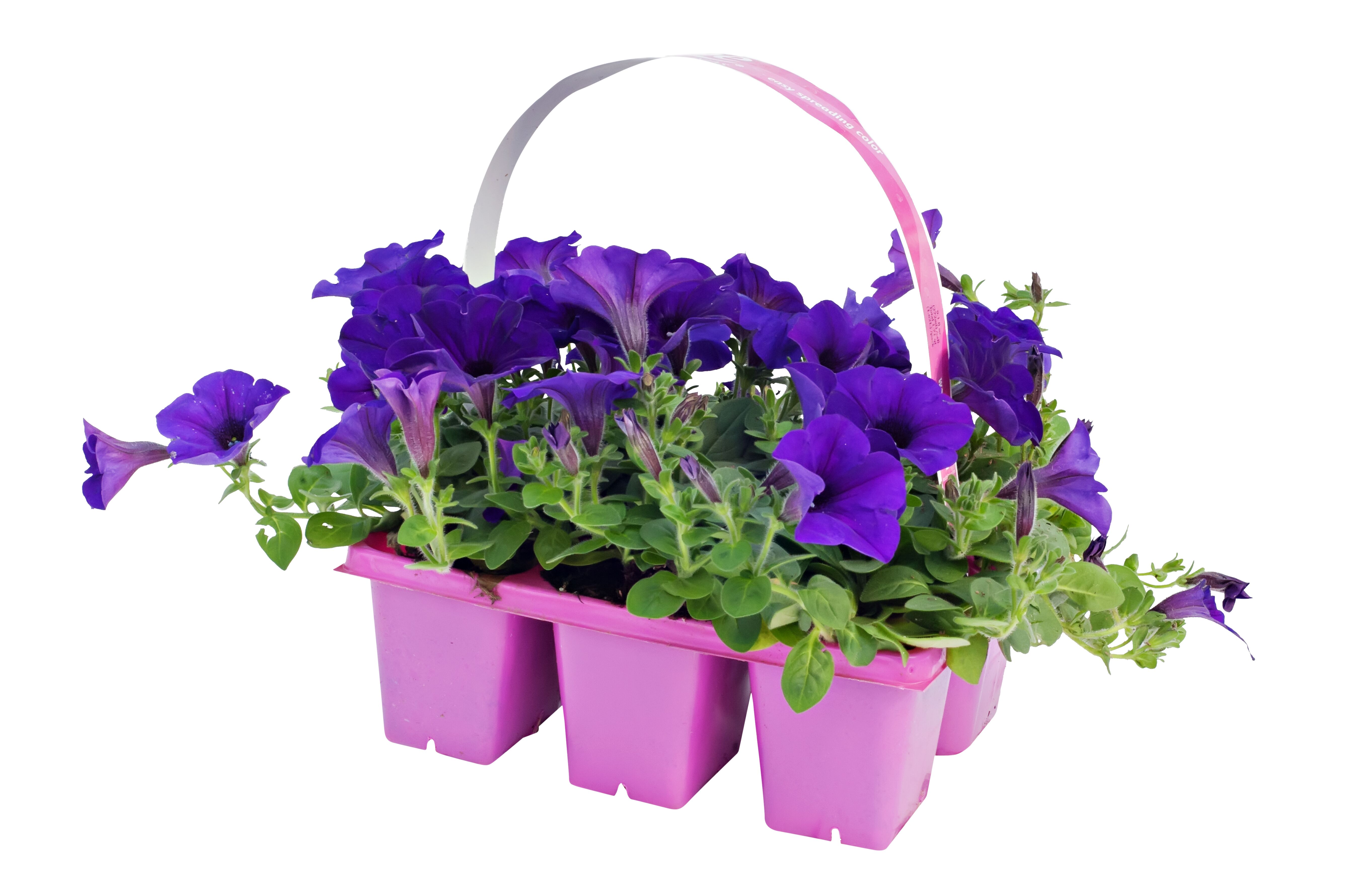 Dan & Jerry's Assorted Wave Petunia Jumbo 6 Pack