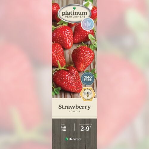 Strawberry - Honeoye