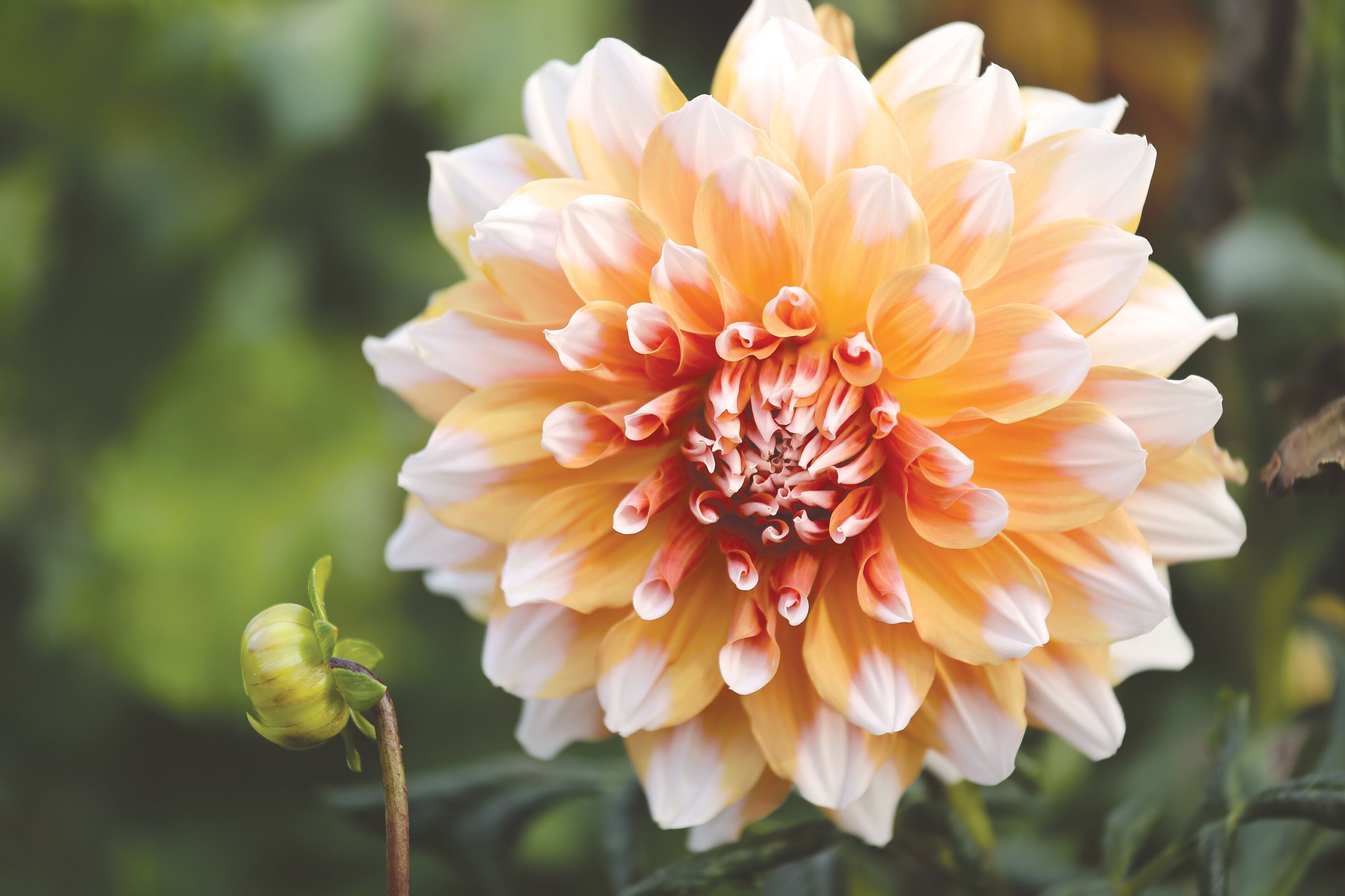 DAHLIAさん専用 KA's™ Lavender Blush dahlia tuber for sale - Pedaling Petals