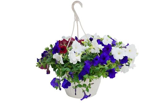 10" Patriotic Hanging Basket