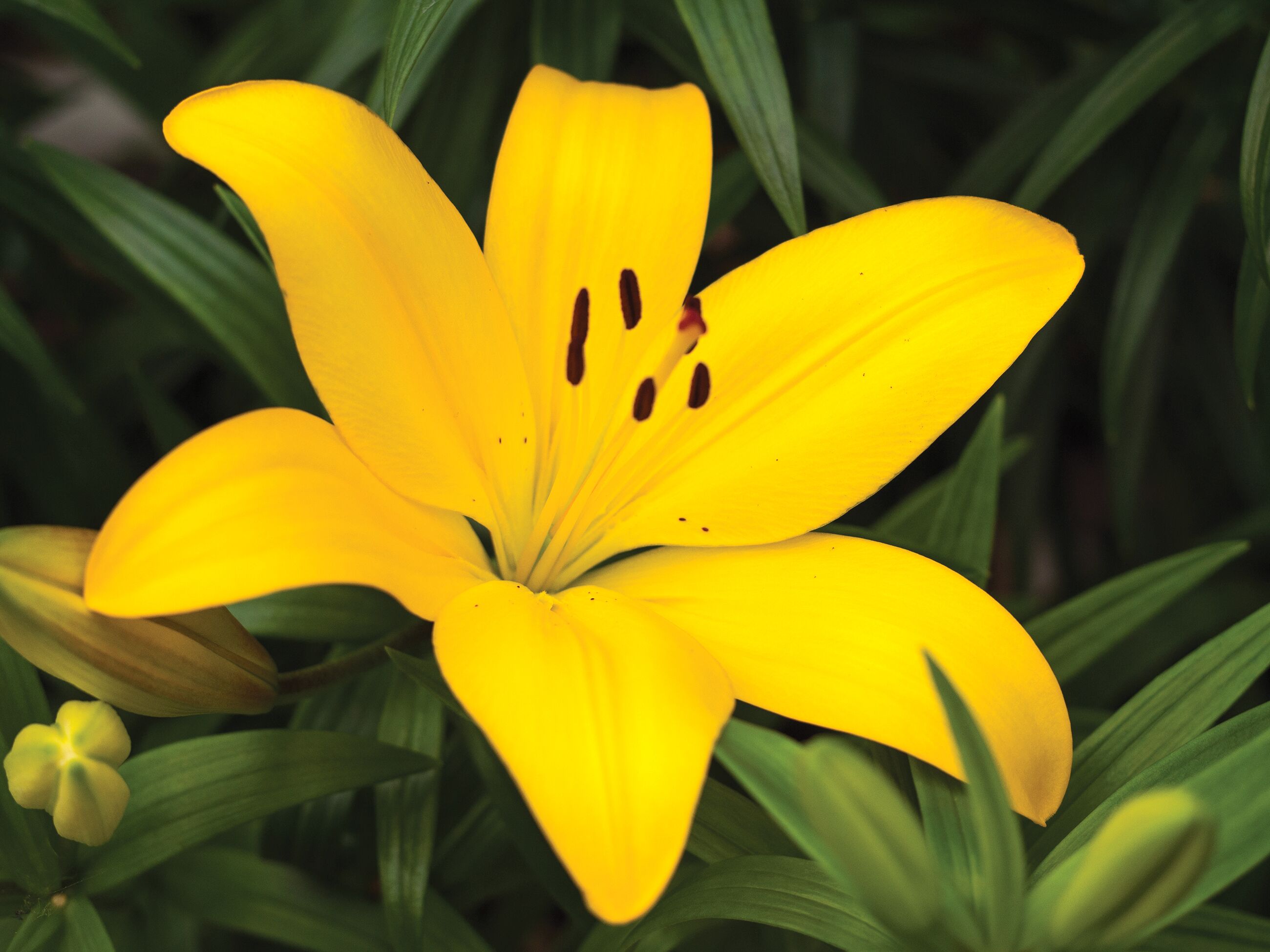 DeGroot Hardy Lily - Asiatic 'Nove Cento'