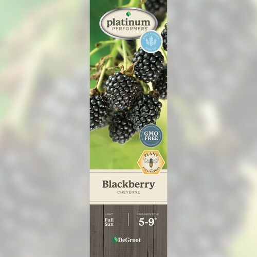 Blackberry - Cheyenne