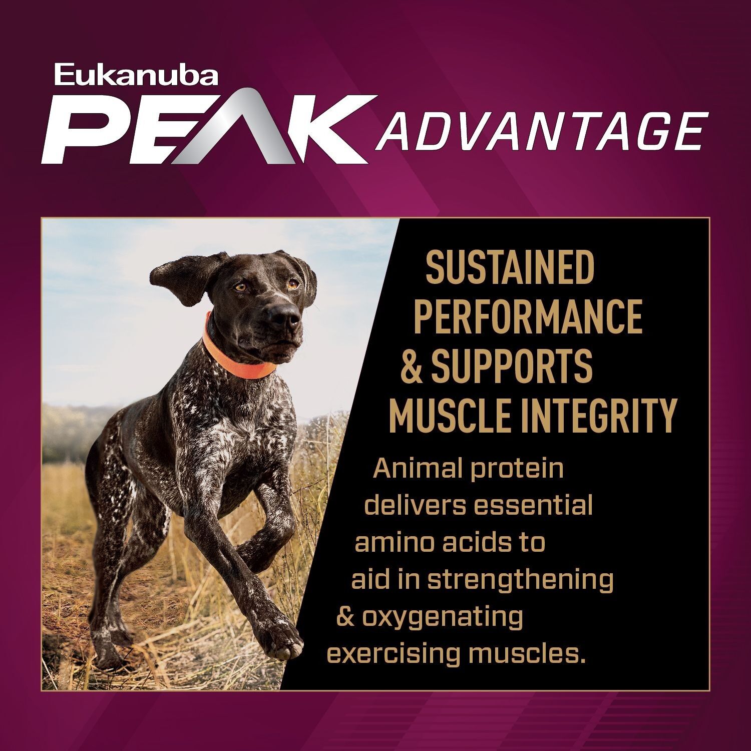 Eukanuba Premium Performance 30/20 Sport Dry Dog Food 28 Lb