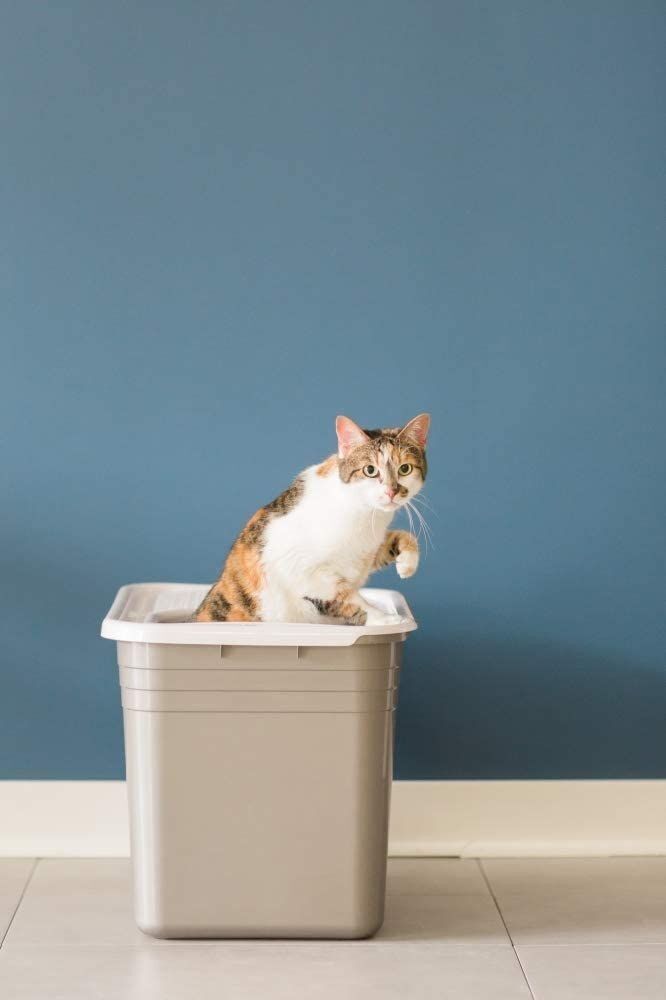 Petmate Top Entry Litter Pan