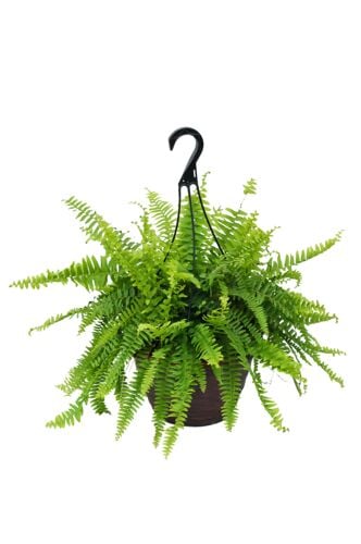 Hanging Boston Fern