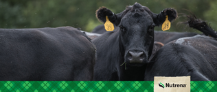 Cattle Feed