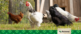 poultry feed