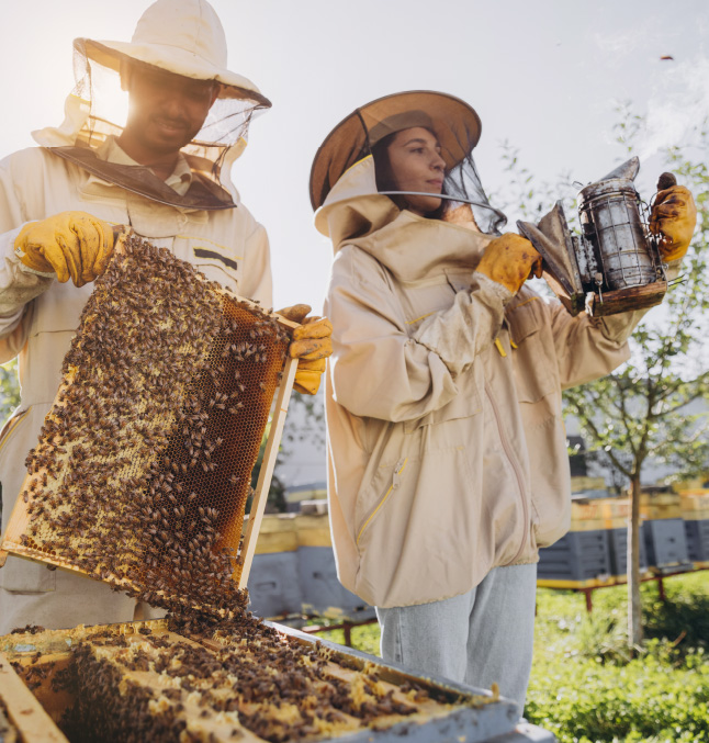 bees