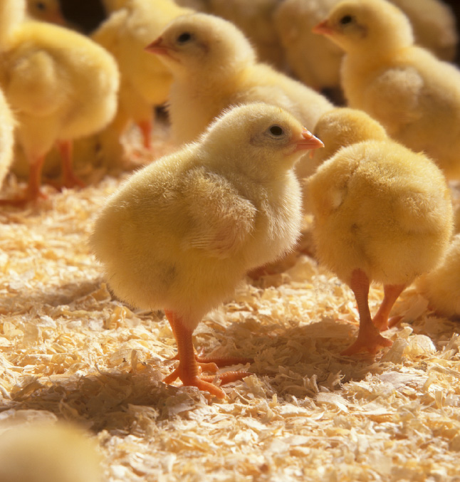 chicks