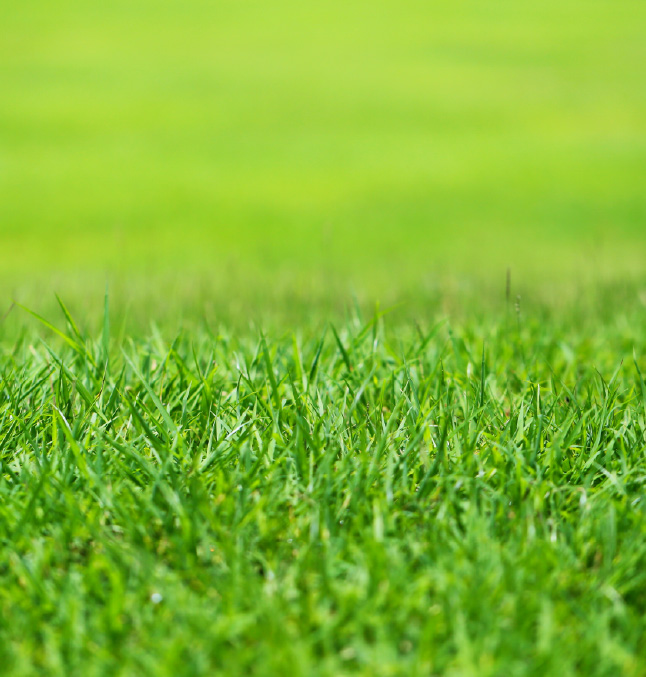 crabgrass