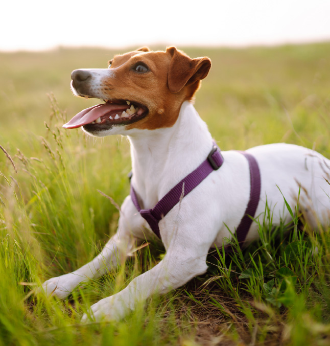 adopting dog