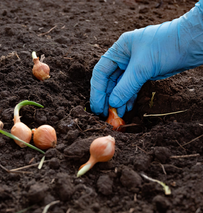 onion sets