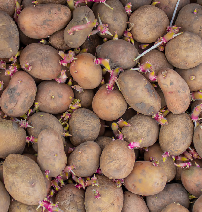 seed potatoes