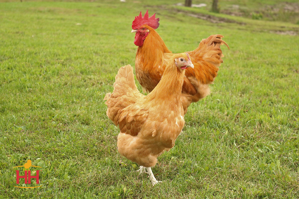 We got 4 young hens in the fall. One of them turned out to be a roo. We  can't keep him and I'm heart broken. : r/BackYardChickens, image size:1200x800