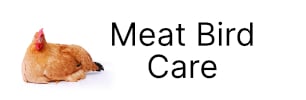 Meat Bird Care