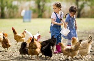 Care For Your Chickens