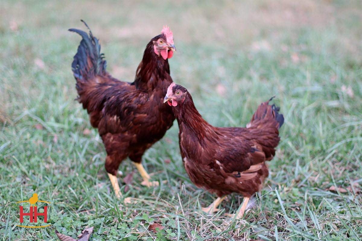 Chicken Breeds