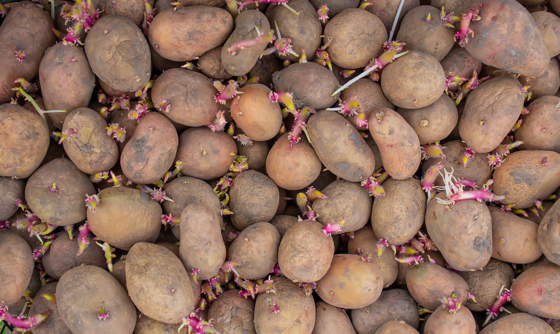 seed potatoes