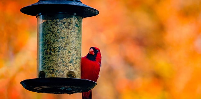 Bird Feeding