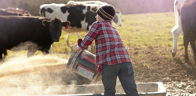 Livestock Feed
