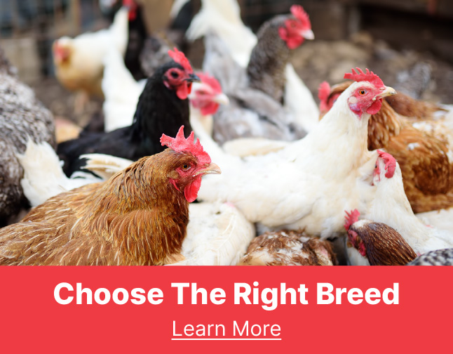 choose the right breed
