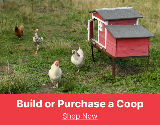 chicken coops