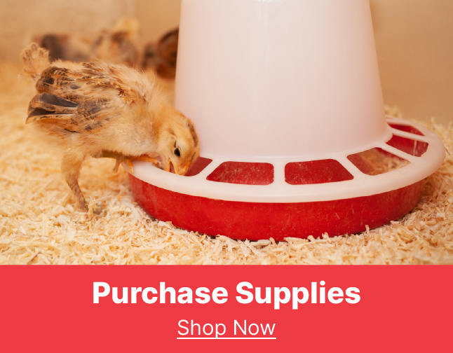 chicken coops and supplies