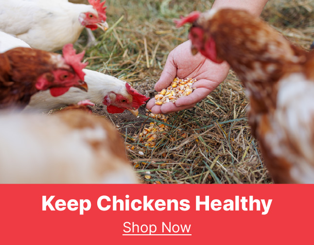 poultry feed