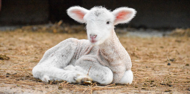 lambing