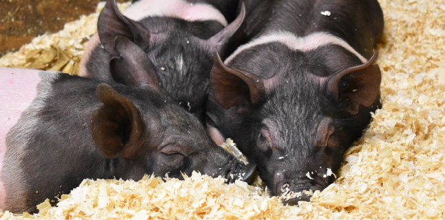 Farrowing Season