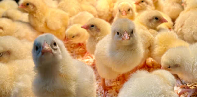 baby chicks