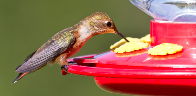 Bird Feeding