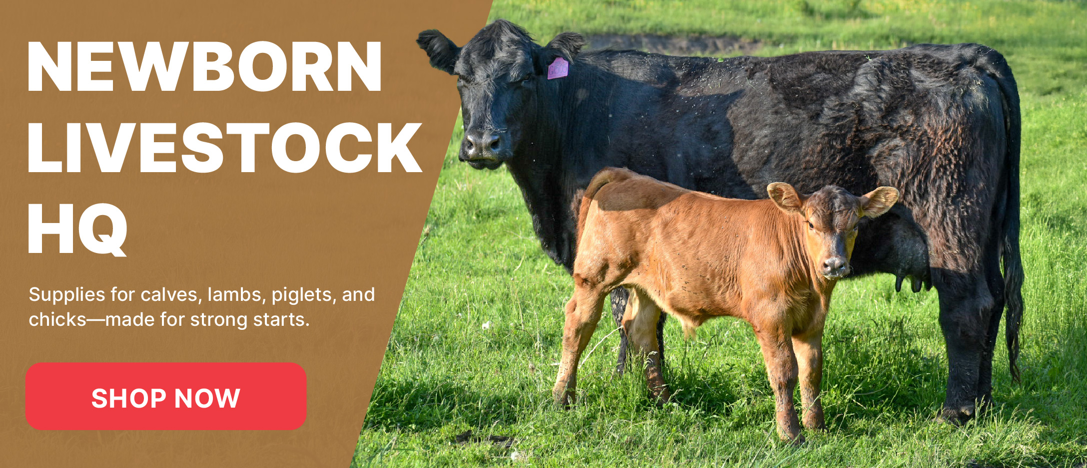 newborn livestock HQ